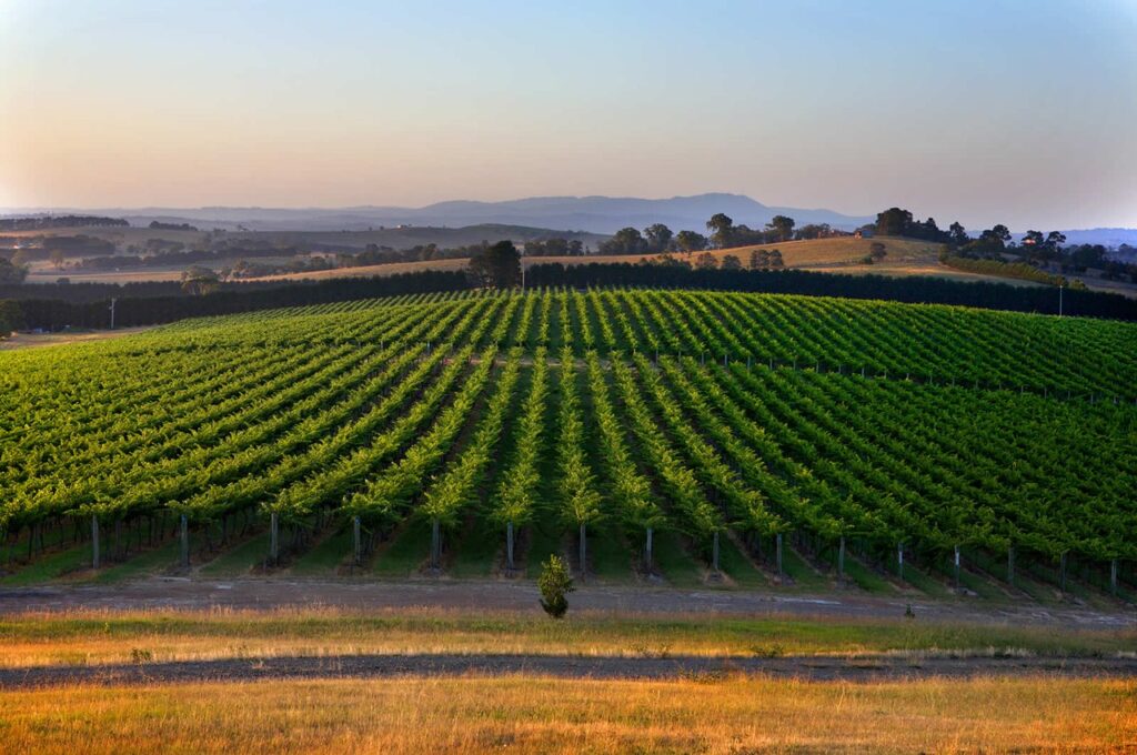 the beautiful yarra valley
