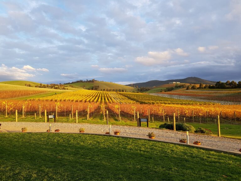 Yarra Valley vineyard
