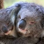 a pair of koalas