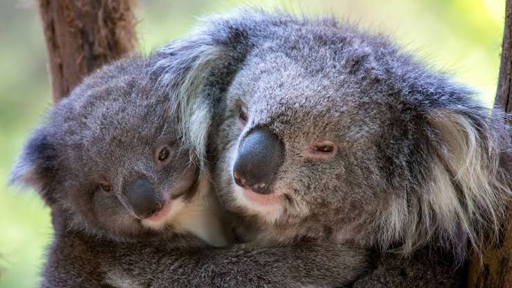 a pair of koalas