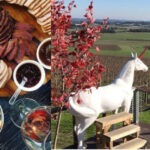 wine buffs luxury yarra valley tour