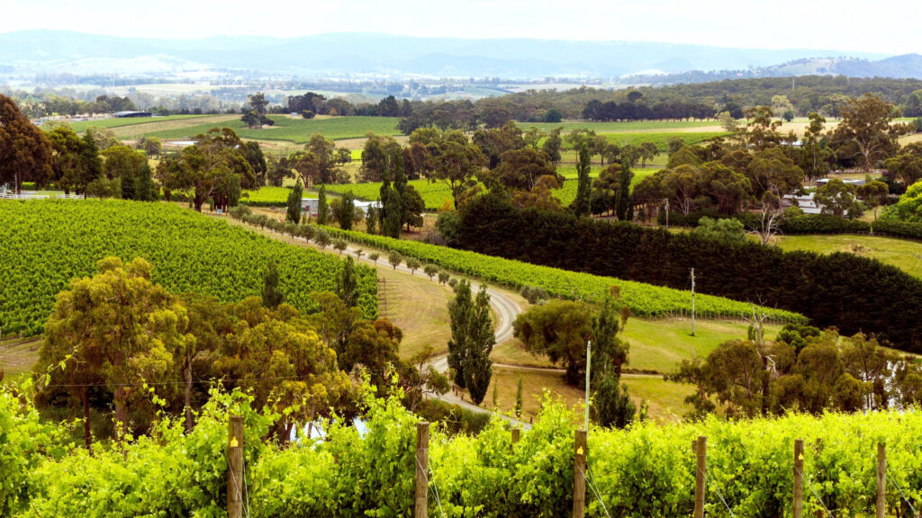 Why you should book a Yarra Valley wine tour with Evergreen - Evergreen ...