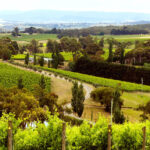 yarra valley wine tour