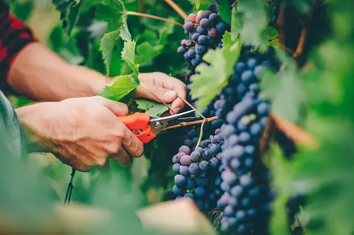 Grape picking in a vineyard.