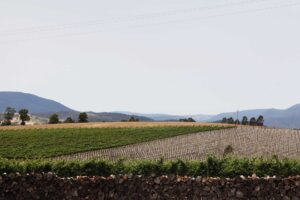 Zonzo Estate Winery