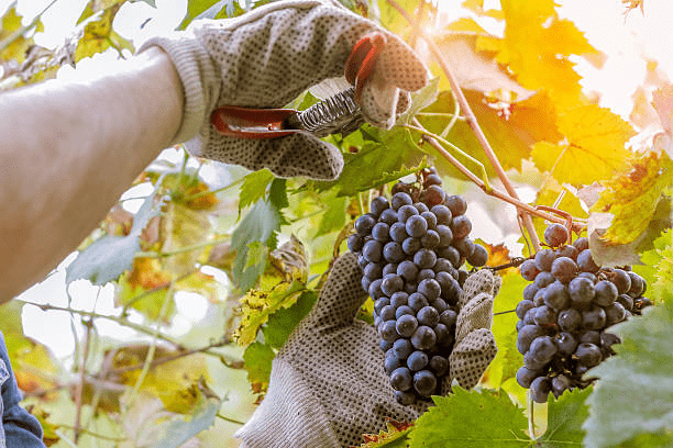 grape harvesting
