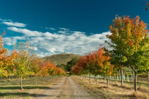 Corniola Wines, Yarra Valley vineyards
