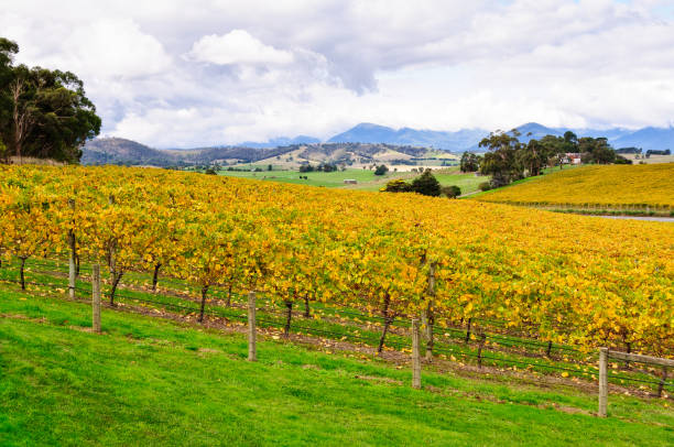 wide vineyard landscape at autumn