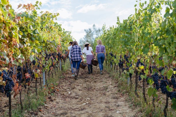 Young women friends harvesting red grapes in the vineyard