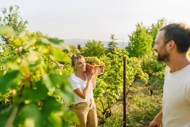 a group grape picking activity