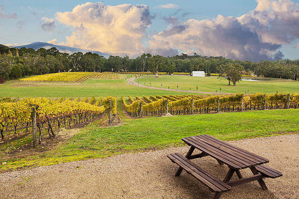 Beautiful Vineyard in Yarra Valley, Melbourne CBD