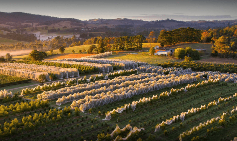 Yarra Valley winery vineyard